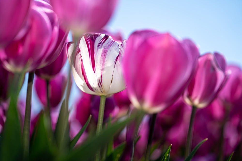 blog-tulipani